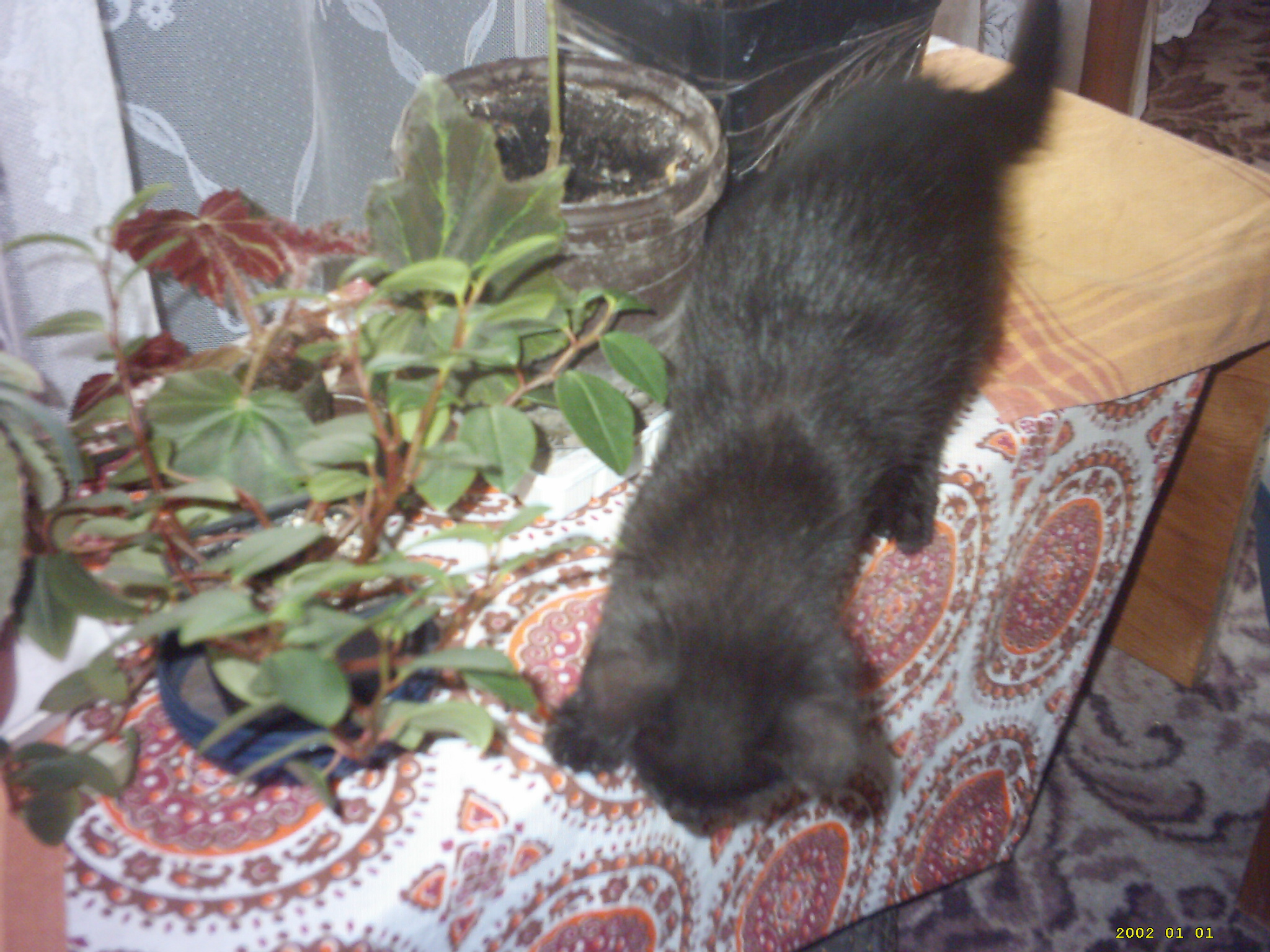Mercy na kytkách, říjen 2007.JPG